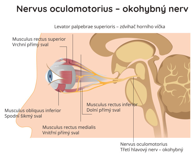 Nervus oculomotorius - okohybný nerv