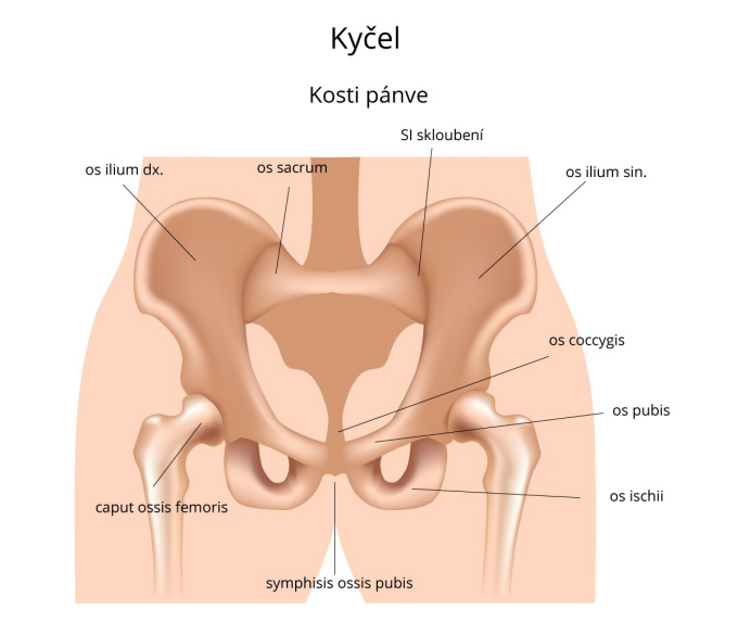 Kosti pánve