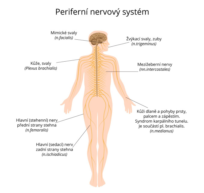 Periferní nervový systém.jpg