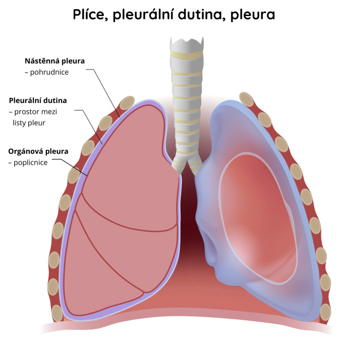Plíce, pleurální dutina (pleura)