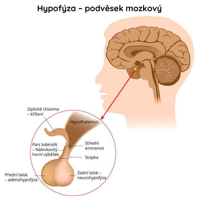 Hypofýza – podvěsek mozkový