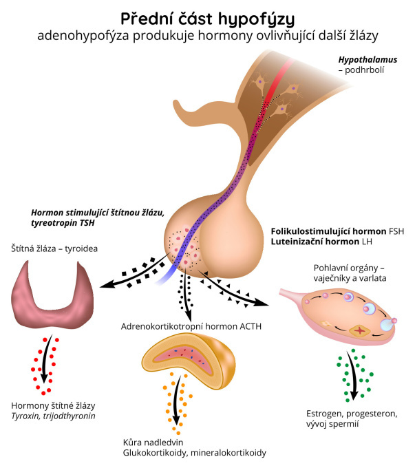 Přední část hypofýzy – adenohypofýza