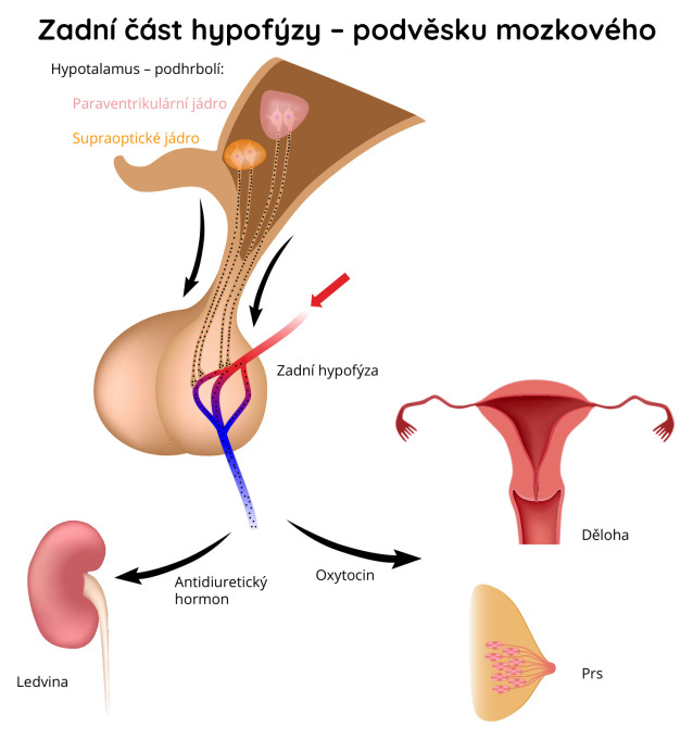 Zadní část hypofýzy – podvěsku mozkového