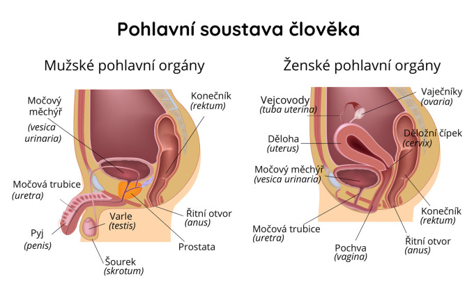 Mužské a ženské pohlavní orgány