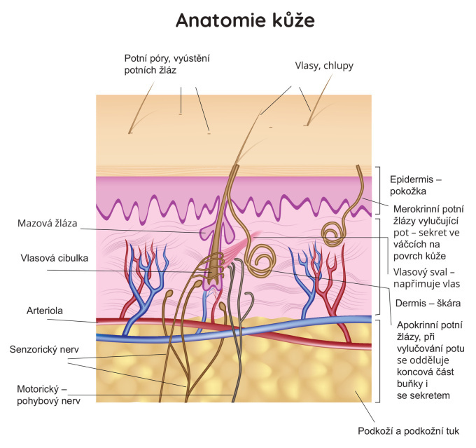 Anatomie kůže