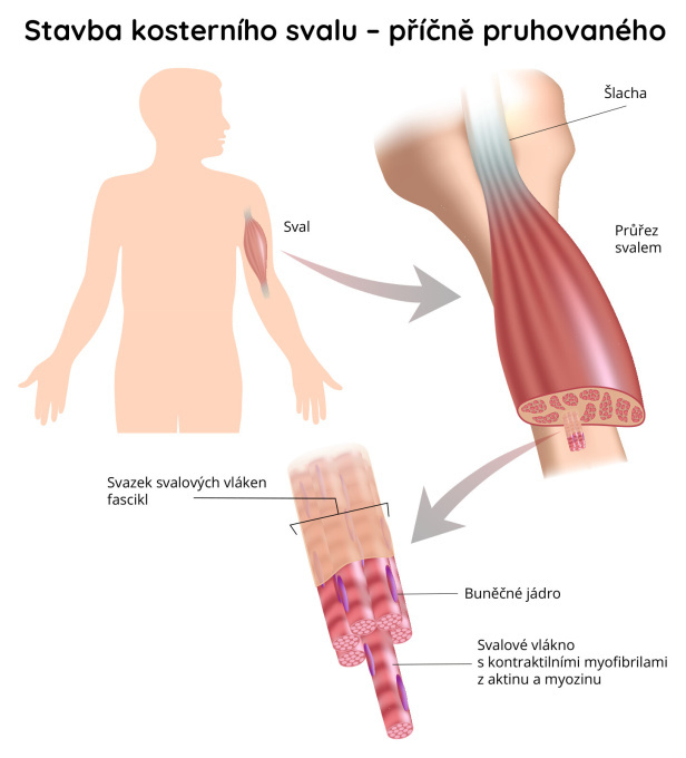 Stavba kosterního svalu – příčně-pruhovaného