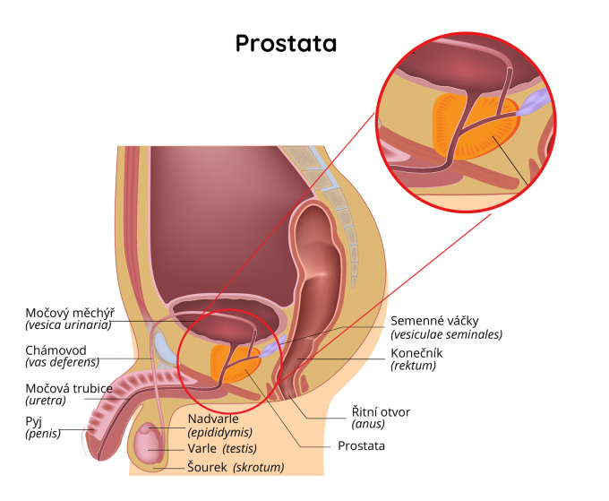 Anatomie prostaty