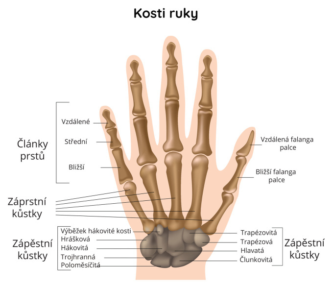 Kosti ruky