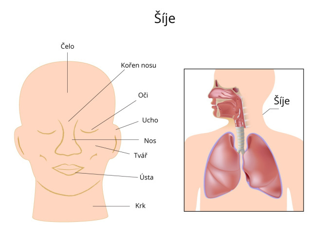 Šíje