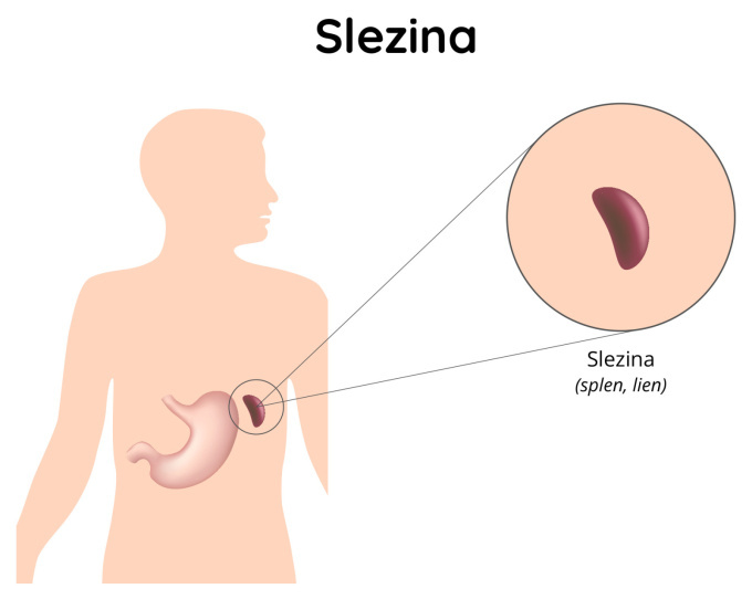 Slezina