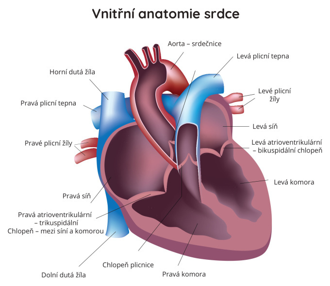 Vnitřní anatomie srdce