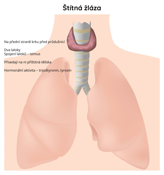 Štítná žláza - glandula thyroidea