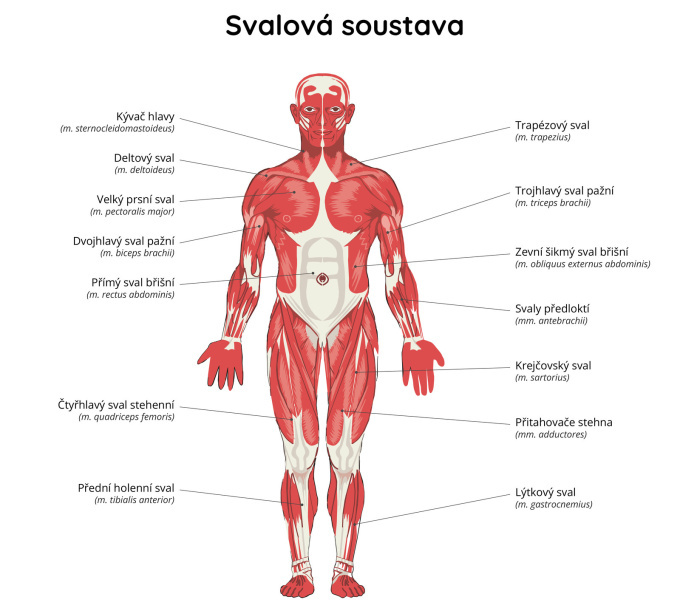 Svalová soustava
