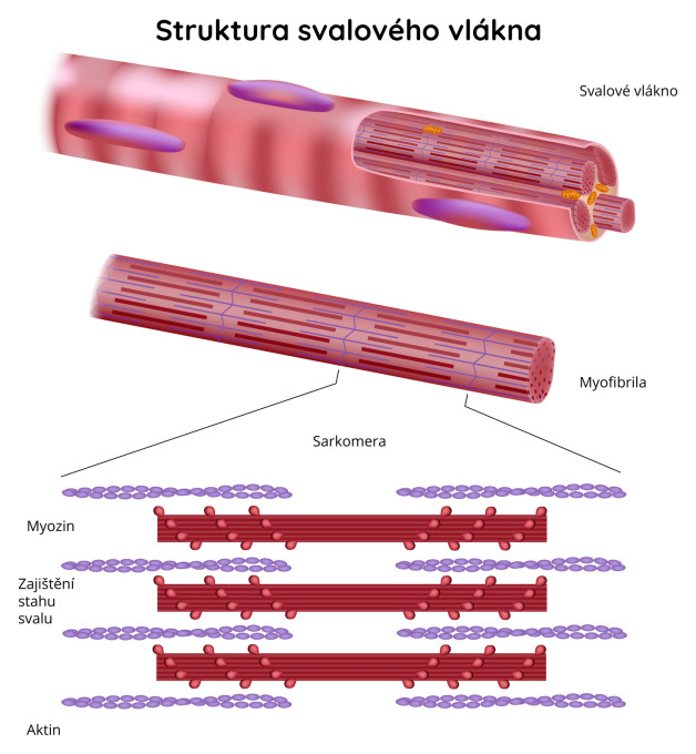 Struktura svalového vlákna