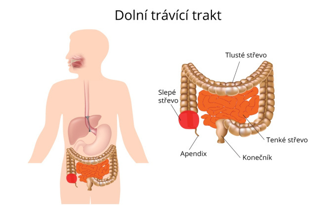 Dolní trávící trakt