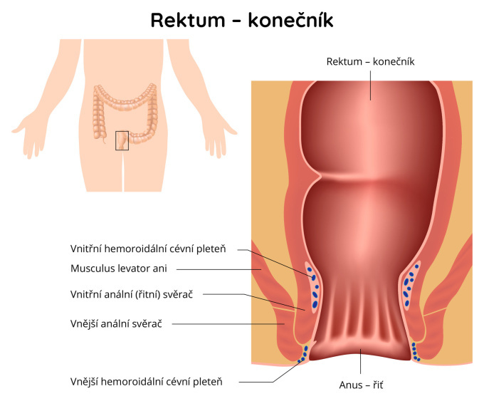 Rektum – konečník