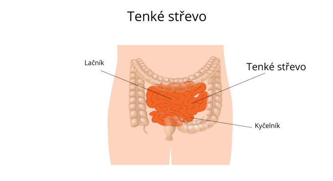 Tenké střevo