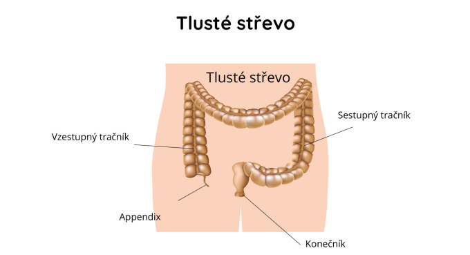 Tlusté střevo