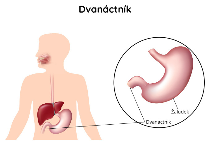 Dvanáctník