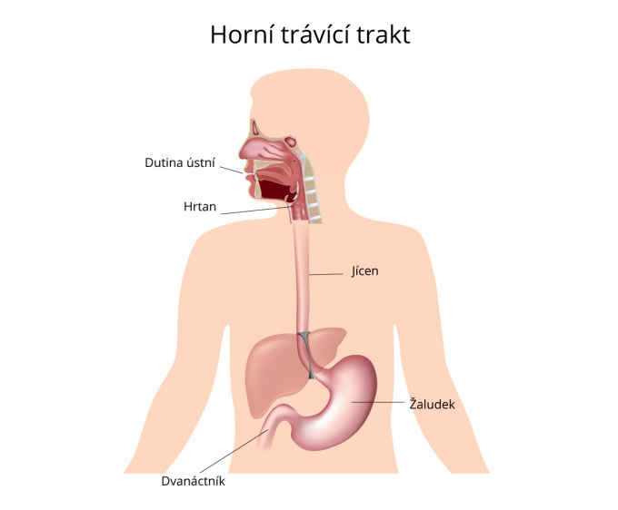 Horní trávící trakt.jpg