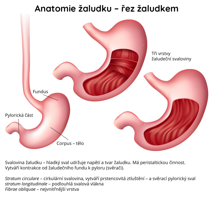 Anatomie žaludku, řez žaludkem
