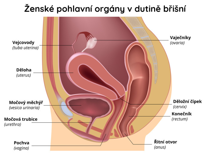 Ženské pohlavní orgány - vaječníky
