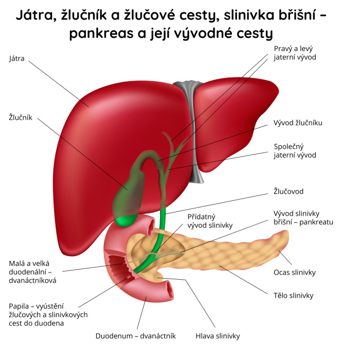 Játra, žlučník a žlučové-cesty, slinivka břišní, pankreas a její vývodné cesty
