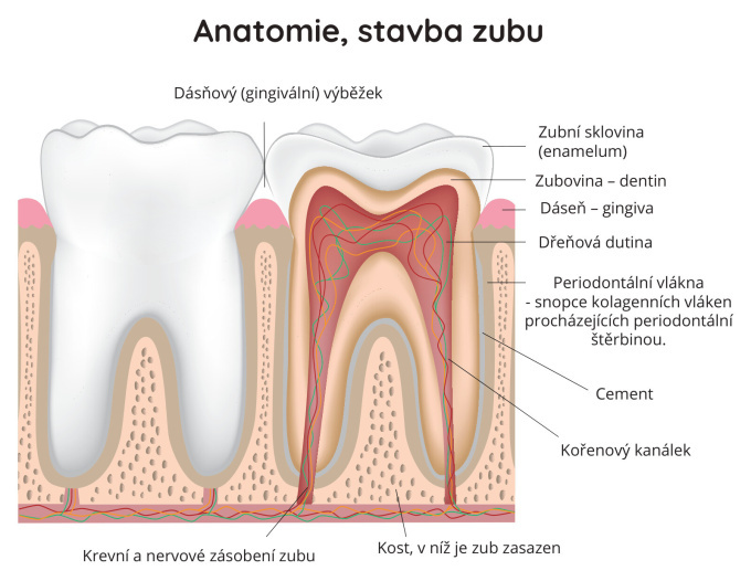 Anatomie, stavba zubu