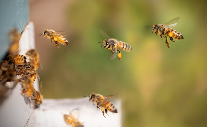 Antivirotické účinky včelích produktů