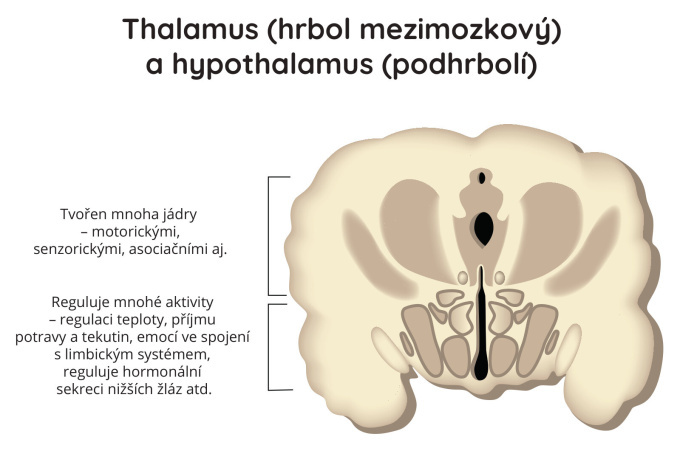 Thalamus (hrbol mezimozkový) a hypothalamus (podhrbolí)