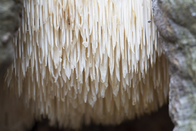Hericium-korálovec ježatý