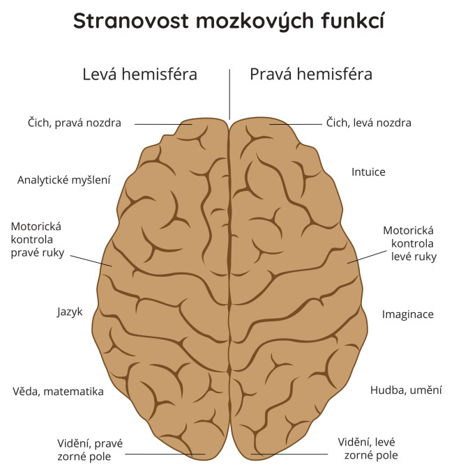Stranovost mozkových funkcí