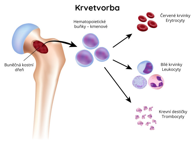 Krvetvorba