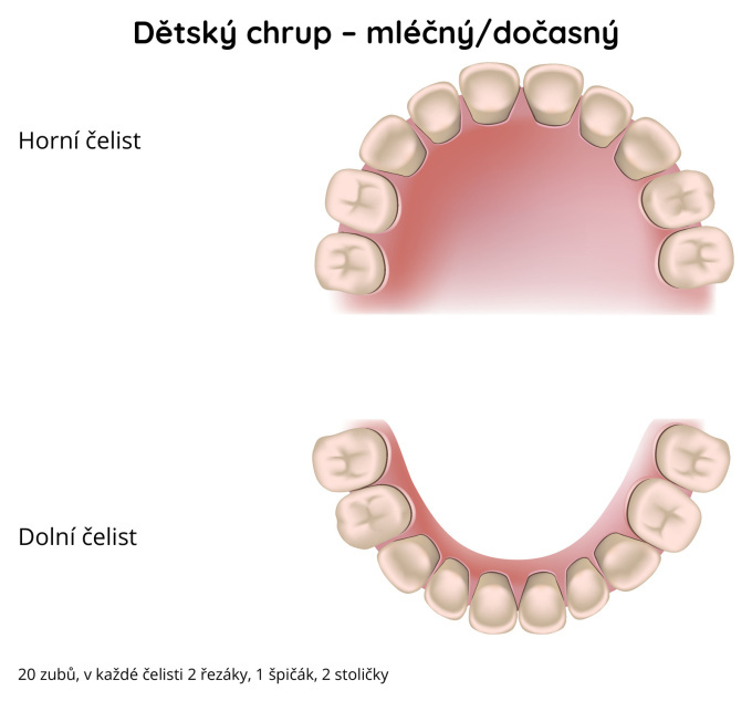 Dětský mléčný/dočasný chrup