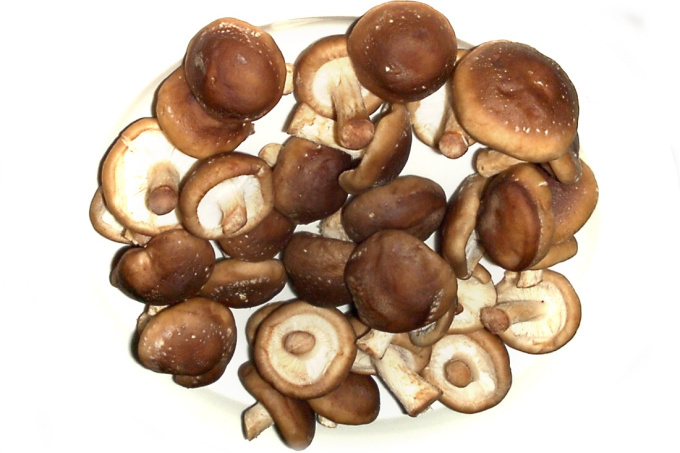 Shiitake - Houževnatec jedlý