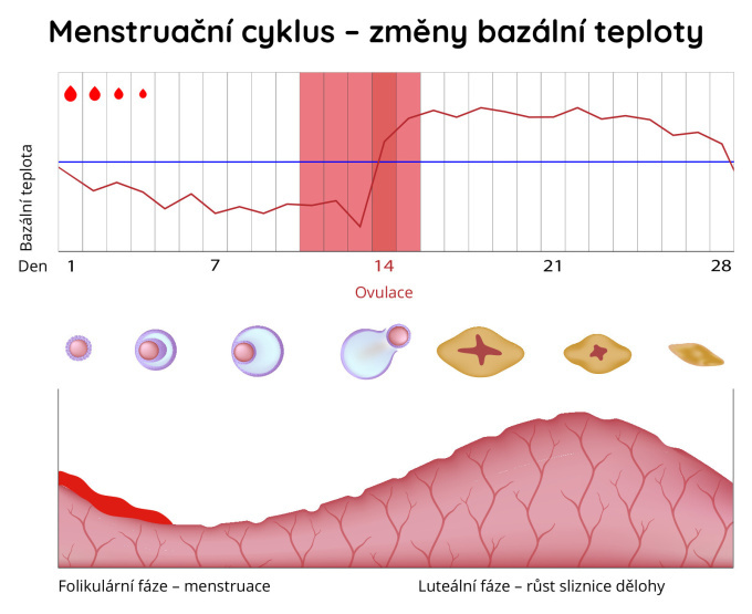Menstruační-cyklus – změny bazální teploty