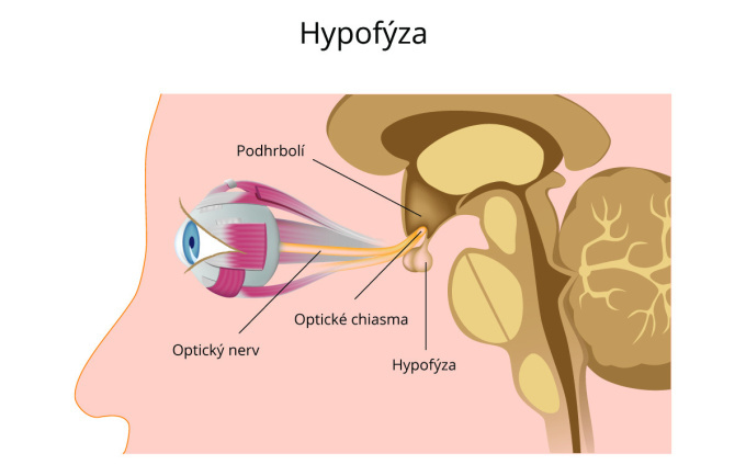 Hypofýza