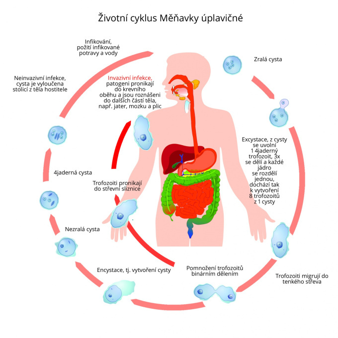 Životní cyklus Měňavky úplavičné (Entamoeba histolytica)