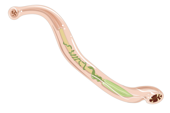 Měchovec lidský (Ancylostoma duodenale)