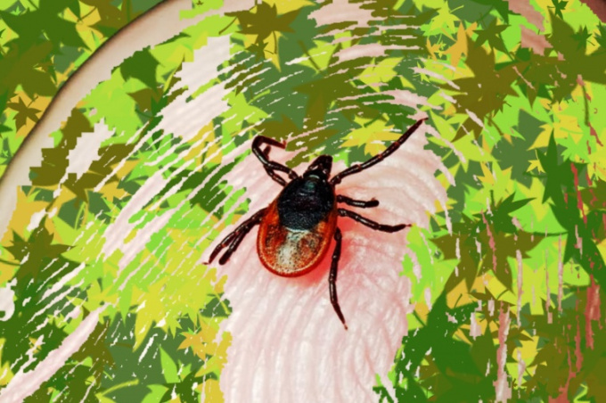 Borelioza a ixodes ricinus