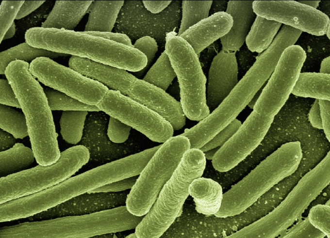 bakterie Clostridium botulinum