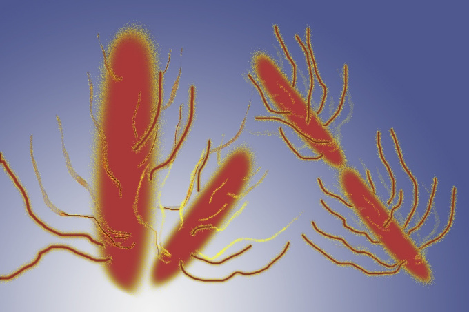 Bakterie Salmonella typhi - Břišní tyfus