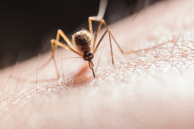 Chikungunya