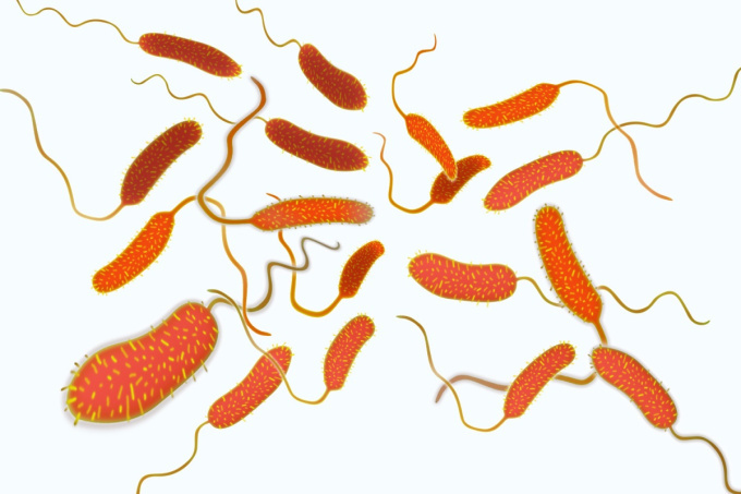 Bakterie Vibrio cholerae - původce cholery