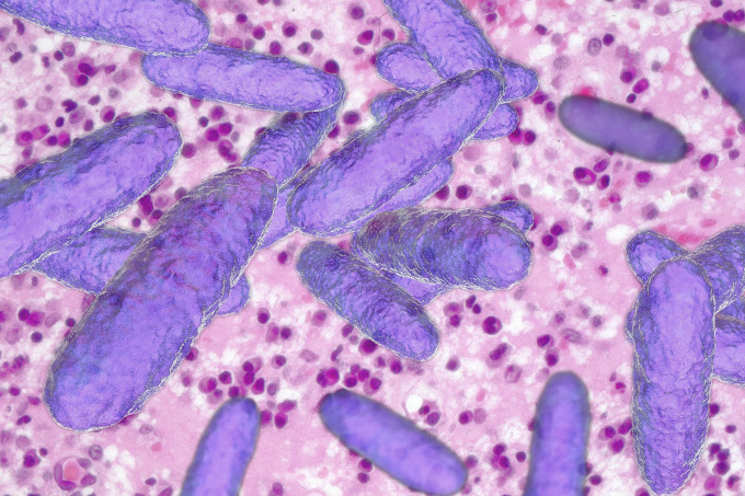 Calymmatobacterium granulomatis