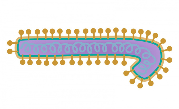 Virus Eboly (filovirus)