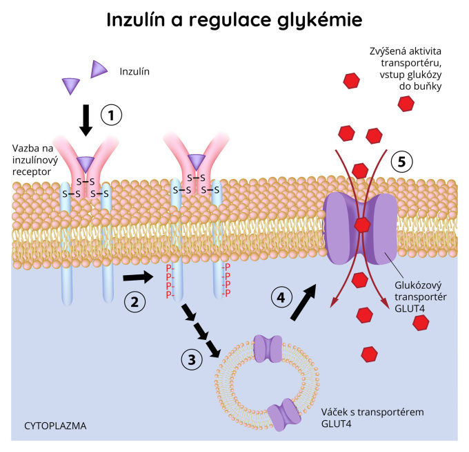 Inzulín a regulace glykémie