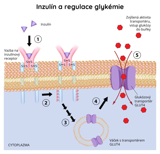 Inzulín a regulace glykémie