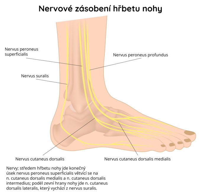 Nervové zásobení hřbetu nohy