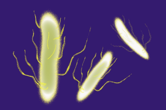 Bakterie Salmonella enteritidis
